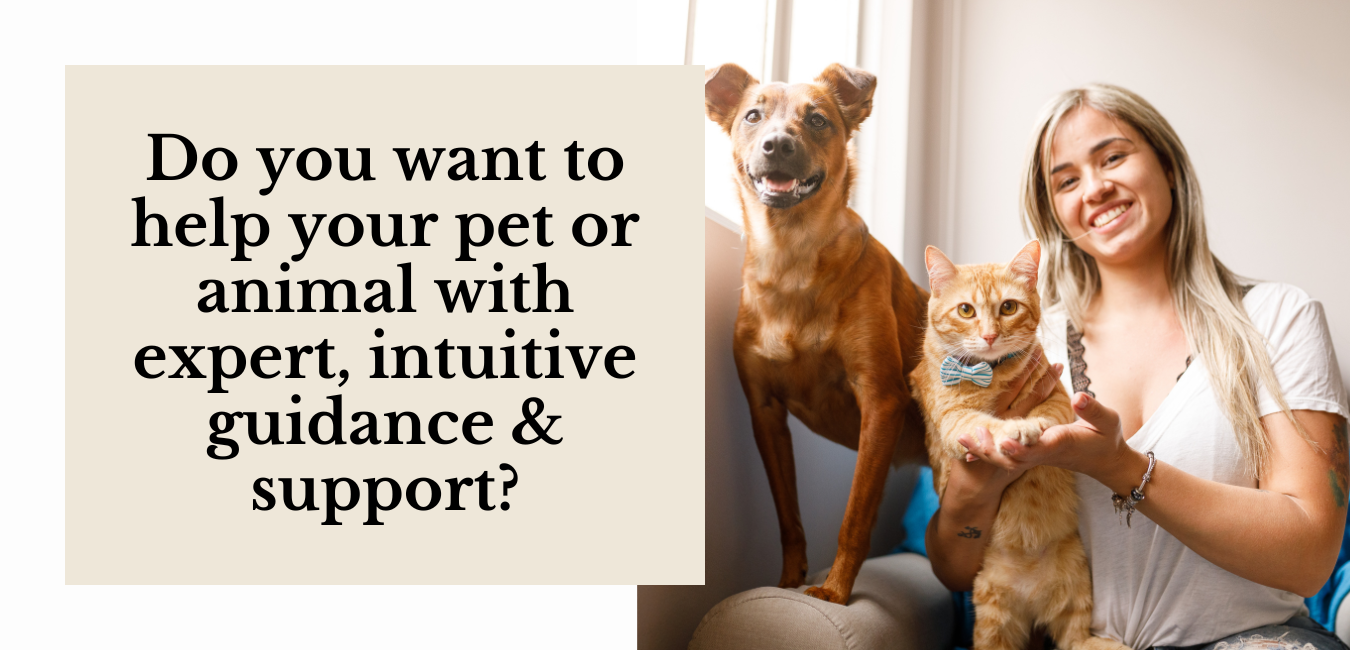 Pet psychic readings 
Pet communication readings
Akashic pet reading